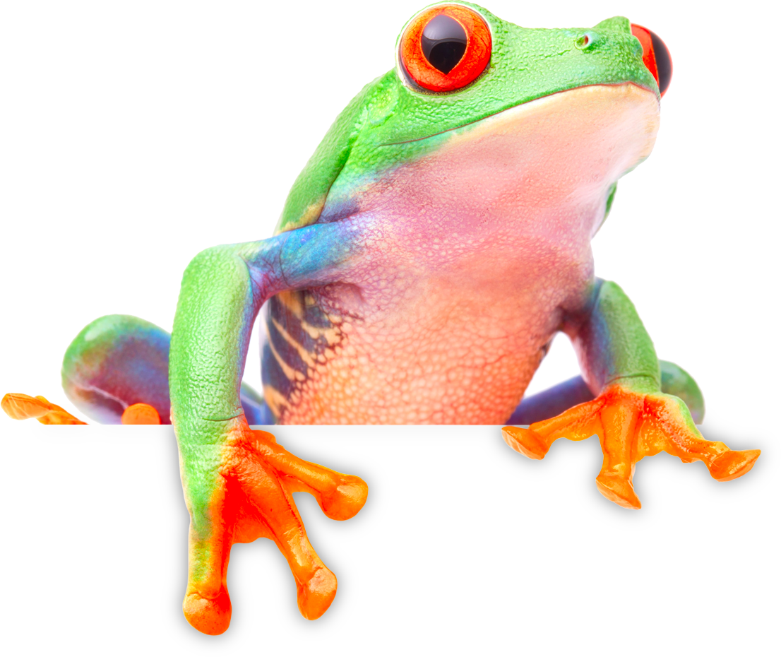 Frog